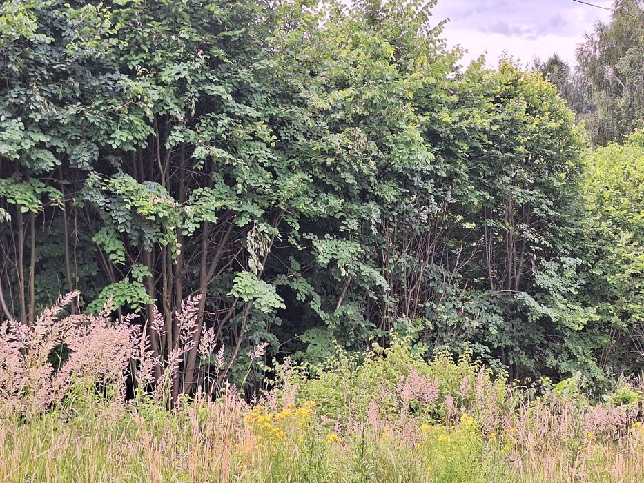 Drzewa do wycięcia na opał, pelet