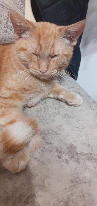 Рудий кіт безкоштовно