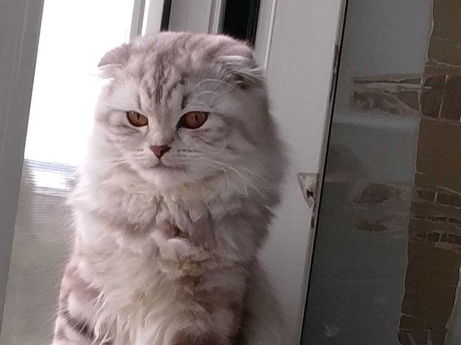 ПРОПАЛ КОТ, Корабельный район!Нашедшему ВОЗНАГРАЖДЕНИЕ