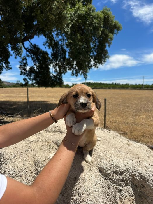 Cãezinhos para adoção - 3 meses e meio - mãe cruzada caniche