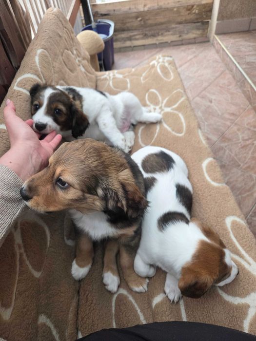 3 urocze suczki szukaja dobrego domu :)