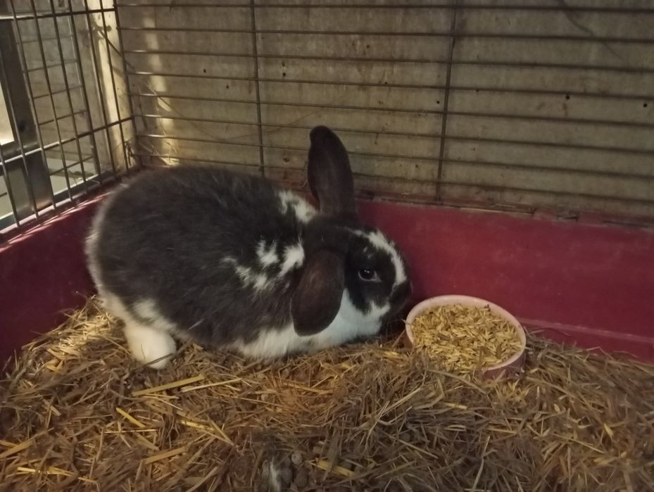 Króliki baranki miniaturki