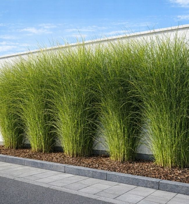 5 szt sadzonki trawy miskant