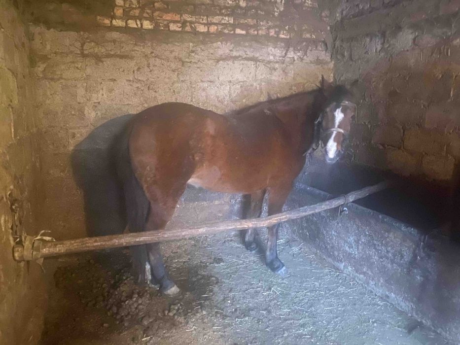 Продам добру кобилу
