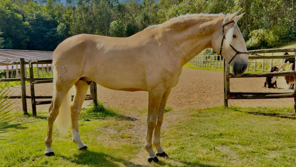 Cavalo Puro Sangue Lusitano