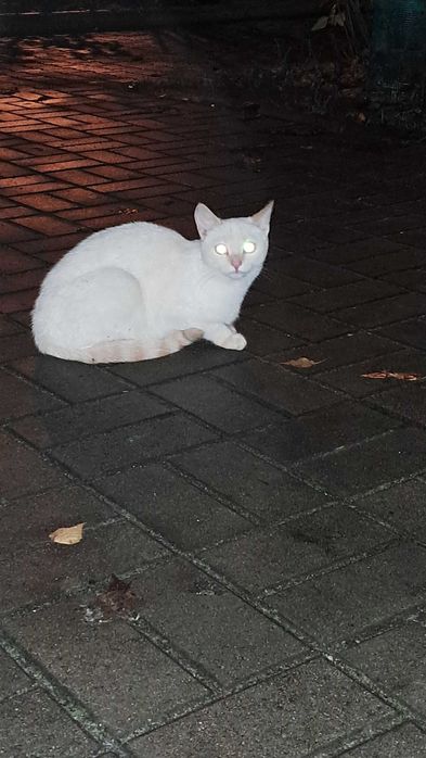 Кошенята  шукають родину