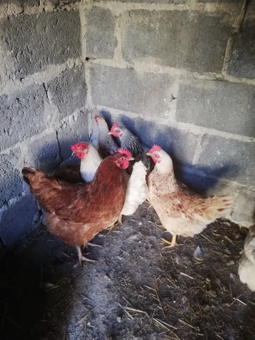 Kury do oddania za darmo