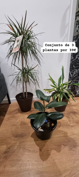 Conjunto de Plantas de Interior
