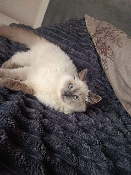 Продається котик