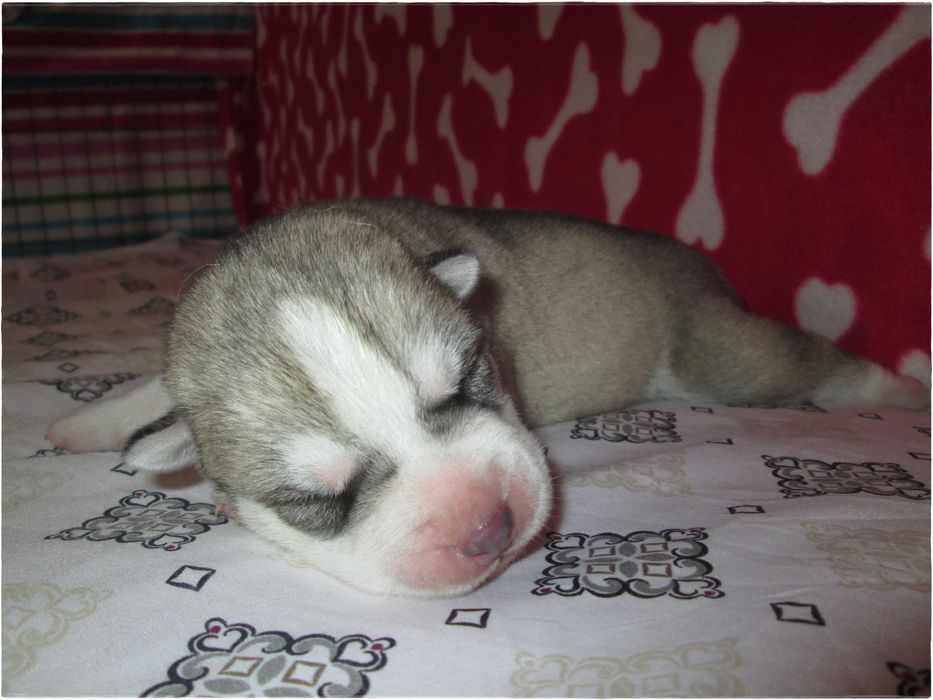 Macho Cinzento e Branco Husky Siberiano