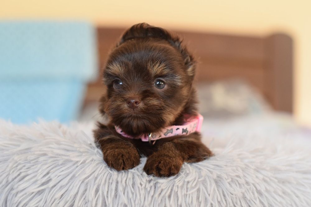 Малютка шоколадний йорк. Кольоровий йорк цуценята відкриті до продажу.