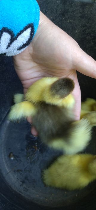 Блакитноплечі індокачки, інкубаційні яйця