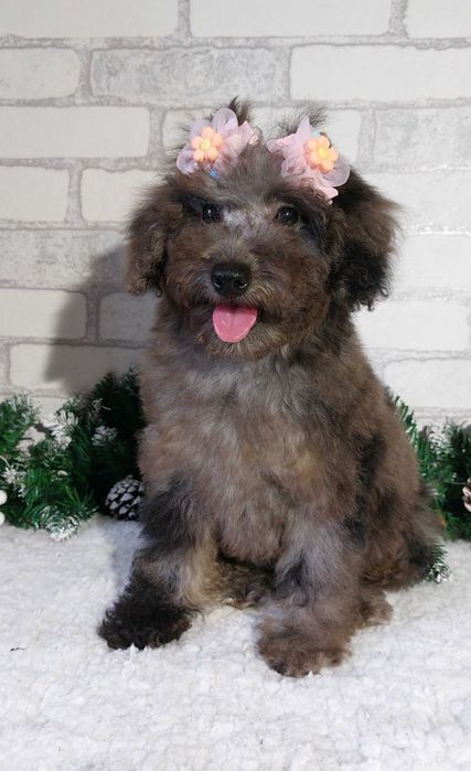 мраморная (Мерле) Девочка пудель