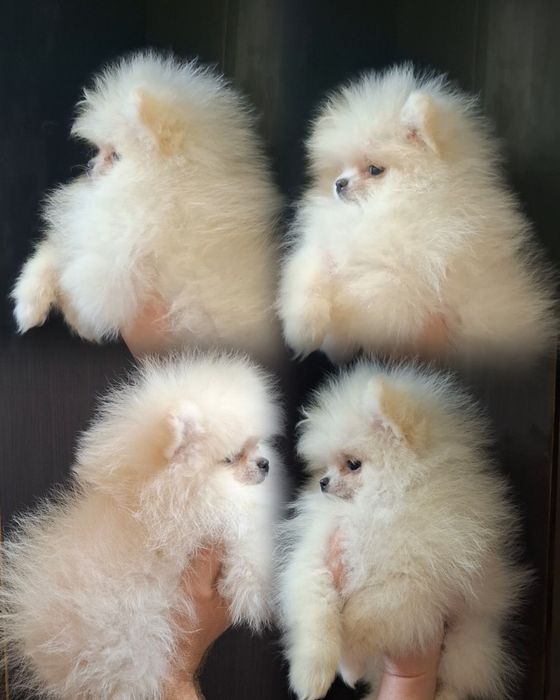 Хлопчики і дівчатка померанчики!