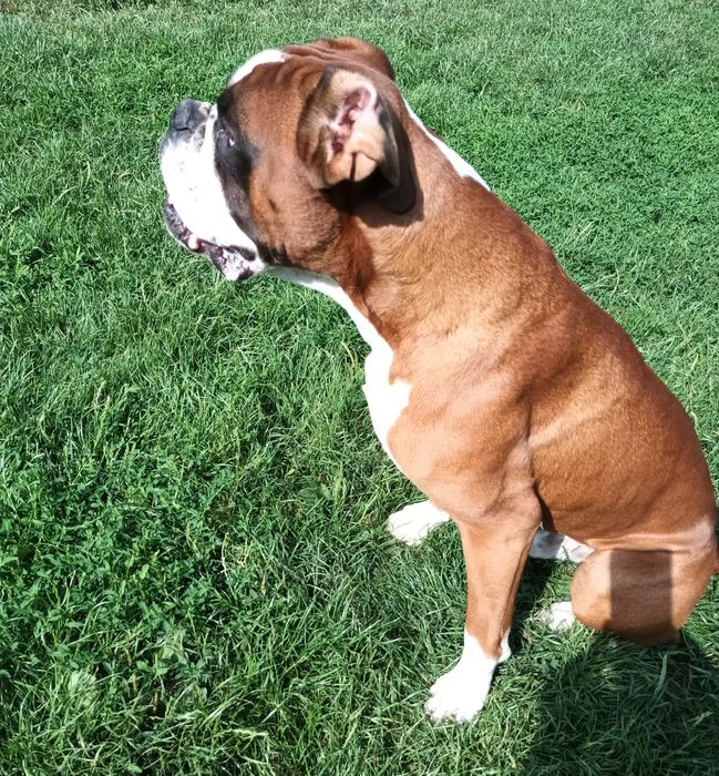 Bokser, pies reproduktor