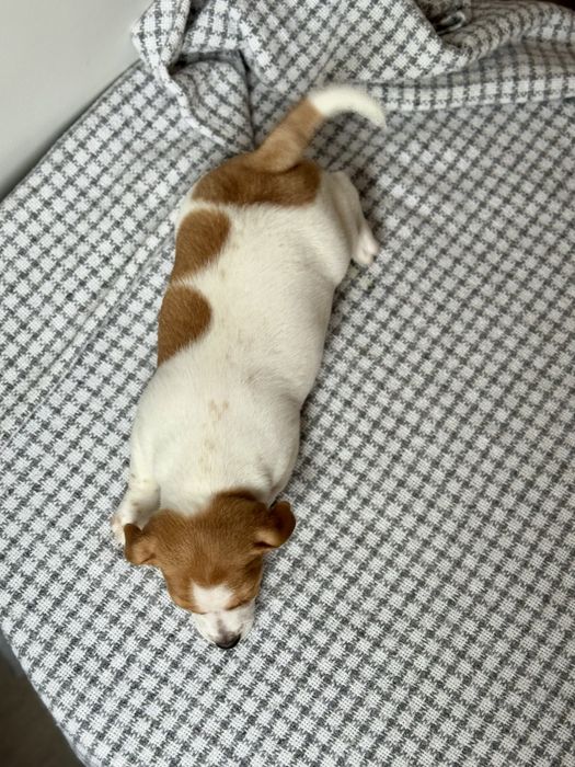 Дівчинка Джек Рассел КСУ |c704