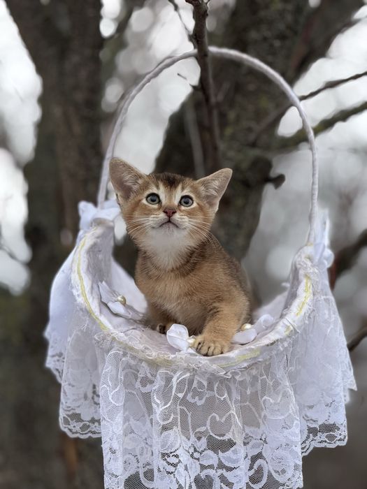 Высматриваем любьящих мам и пап