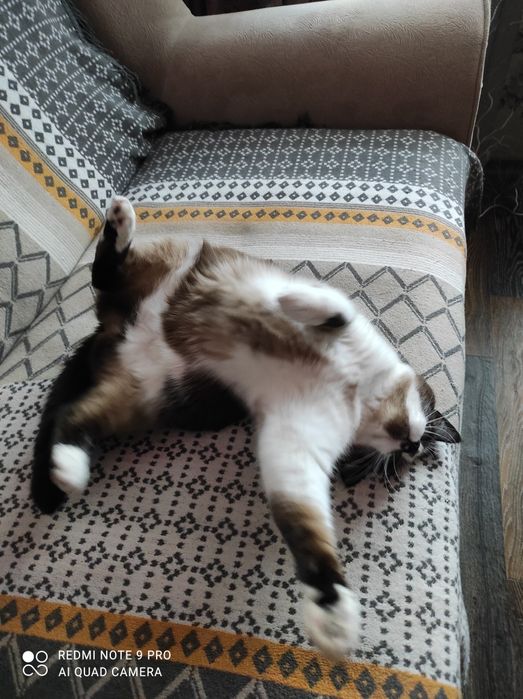 Отдам кошечку стерилизованную, очень умная и чистоплотная!