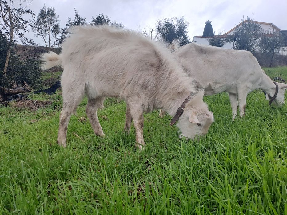 Bode Sannen com 3 anos bom reprodutor