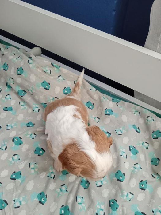 Cavalier King Charles Spaniel Blenheim