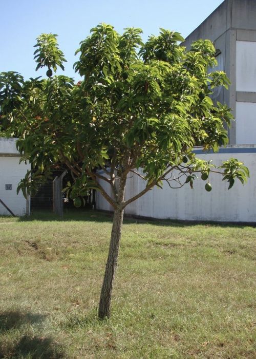 Abacateiro – árvore da pera abacate