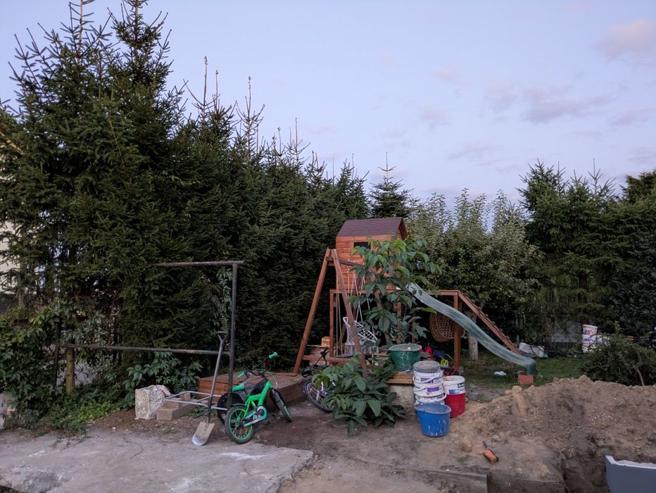 Drzewo drewno gratis choinka stroik