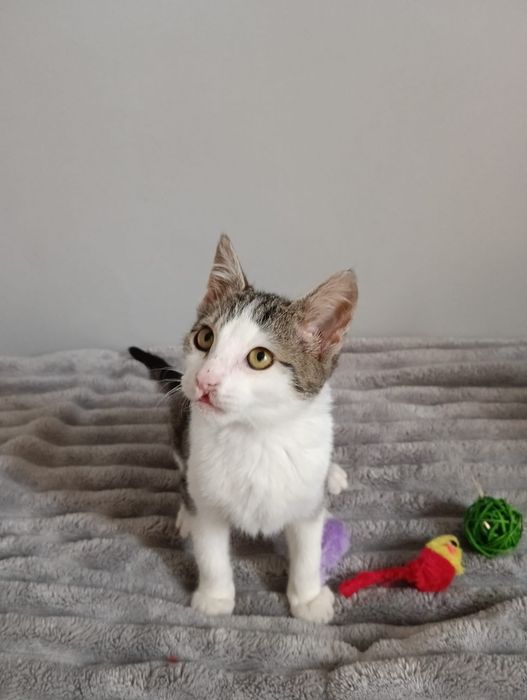 Filemon do adopcji