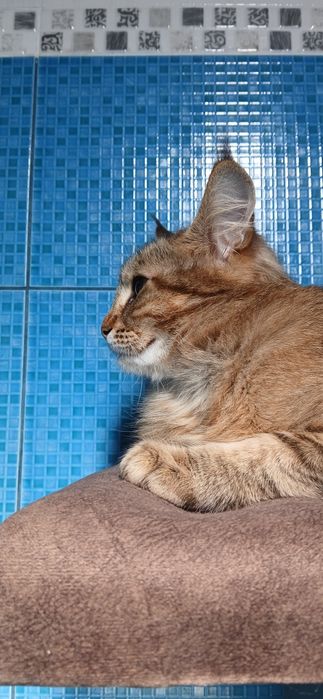 Продам дівчинку Мейн кун