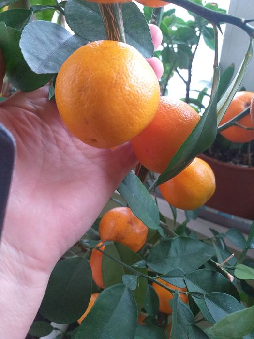 Мандарины, апельсины, лимоны, финик гранат