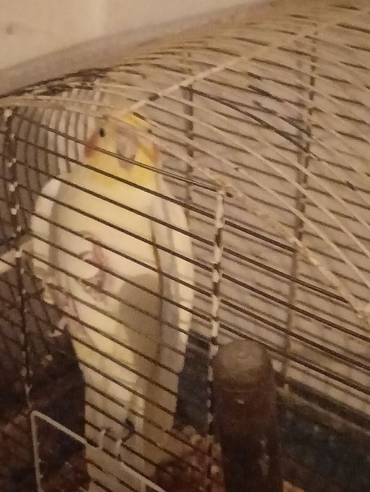 witam sprzedam papugę nimfę