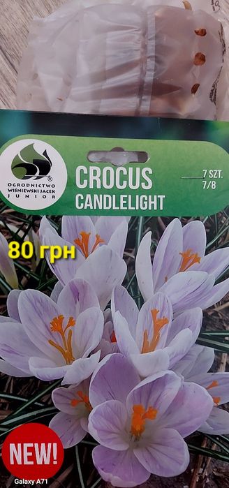 Продам цибулини квітів