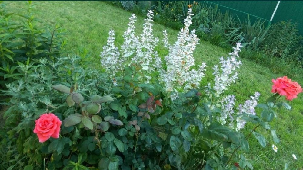 Шалфей муск. лікарський АРОМАТНИЙ  багаторічник