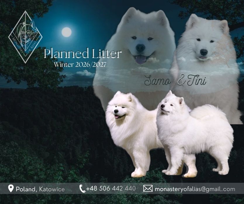 Samojed/ Samoyed szczeniak/ szczenię/ szczenięta
