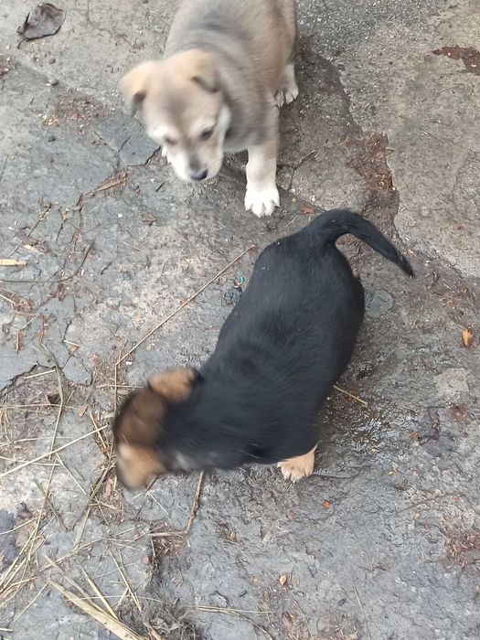 Красивые щенки в хорошие руки