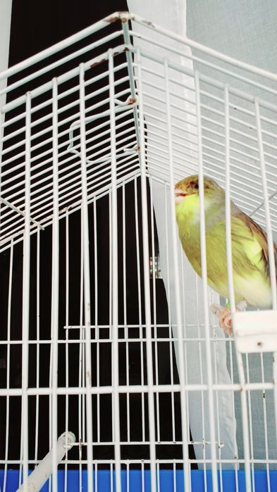 lindo e pronto por criação.