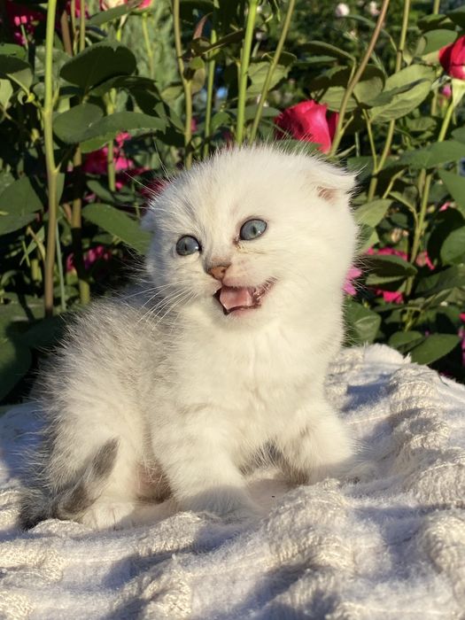 Срібний круасанчик, скотіш фолд