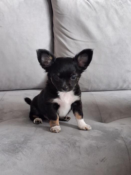 Uroczy Chihuahua chłopiec długowłosy szuka nowej rodziny