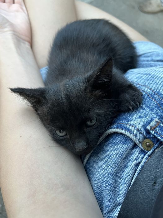 Кошенята в добрі руки безкоштовно / чорні котики/ кошеня