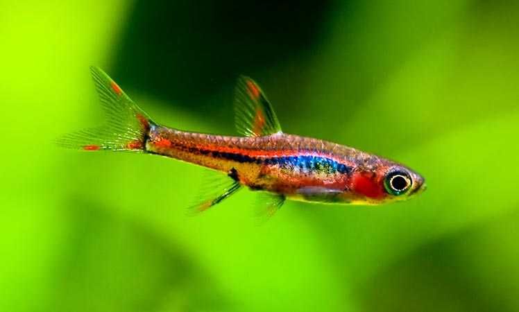 GB Razbora Boreańska - dowóz ryb!