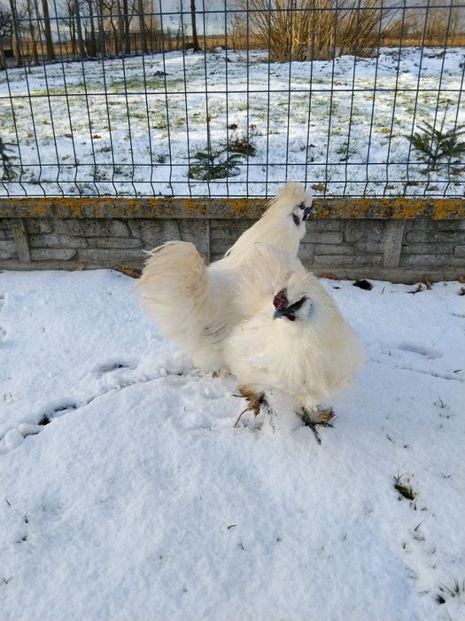 Koguty Silki różne kolory