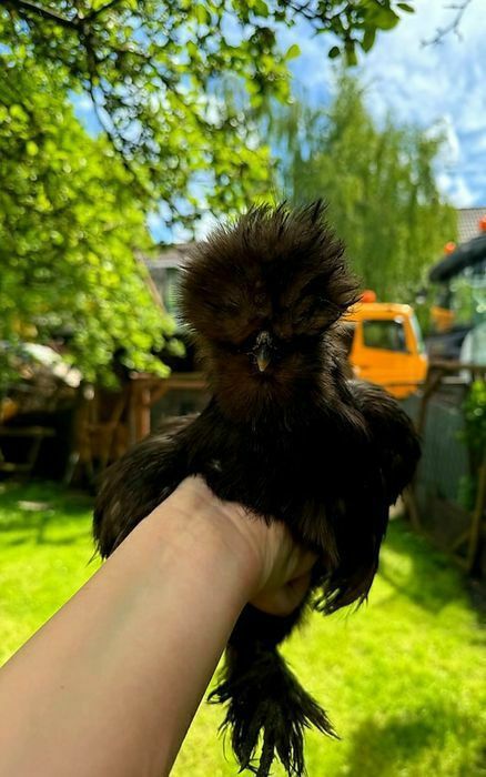 Rosy kury silki kury araukany naturalne ekologiczne kury