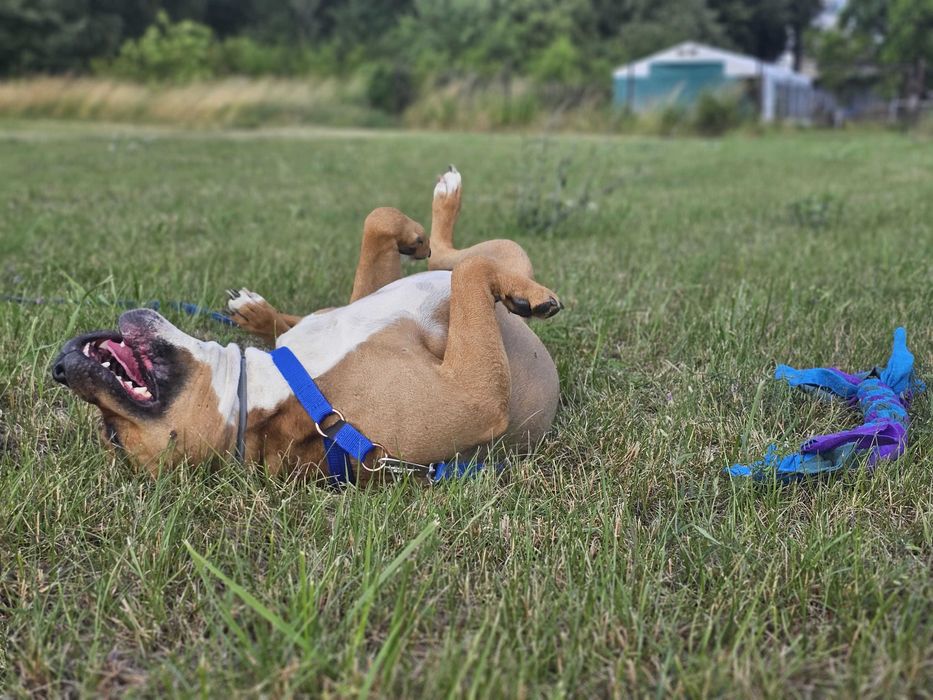 Hantel w typie amstaf szuka domu