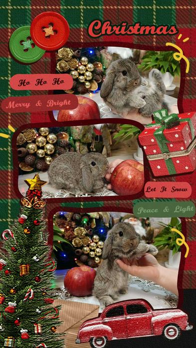 Mini Lopy baranki królik karzełek .Hodowla zarejestrowana KZHK