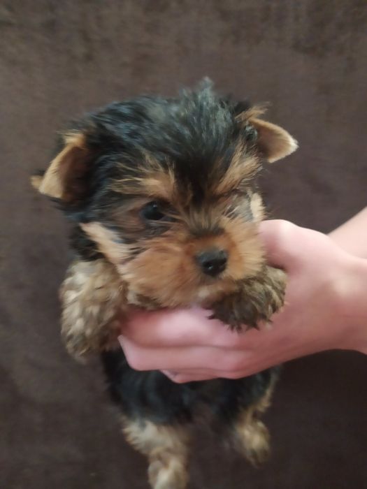 Мини мальчик йорк!