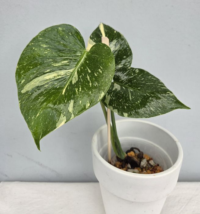 Monstera MEDUSA roślinka z Tajlandii.