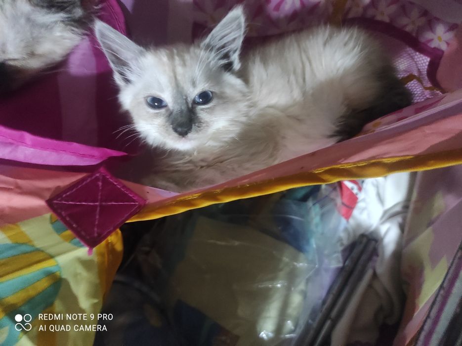 Котики Сиамцы чистокровные