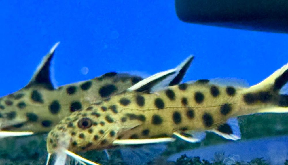Giętkoząb czarnopłetwy - Synodontis petricola / Opaczek petricola