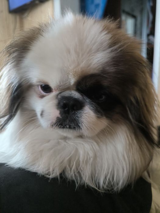 В'язка пекінеса !!