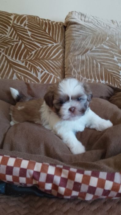 Shih tzu suczka do rezerwacji