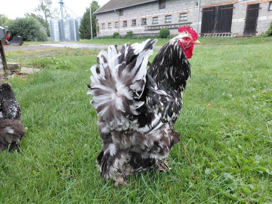 Kochin olbrzymi sprzedam